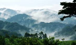 Bwindi Impenetrable Forest